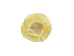 LE PETIT CHAPERON JAUNE lemon wedge covers