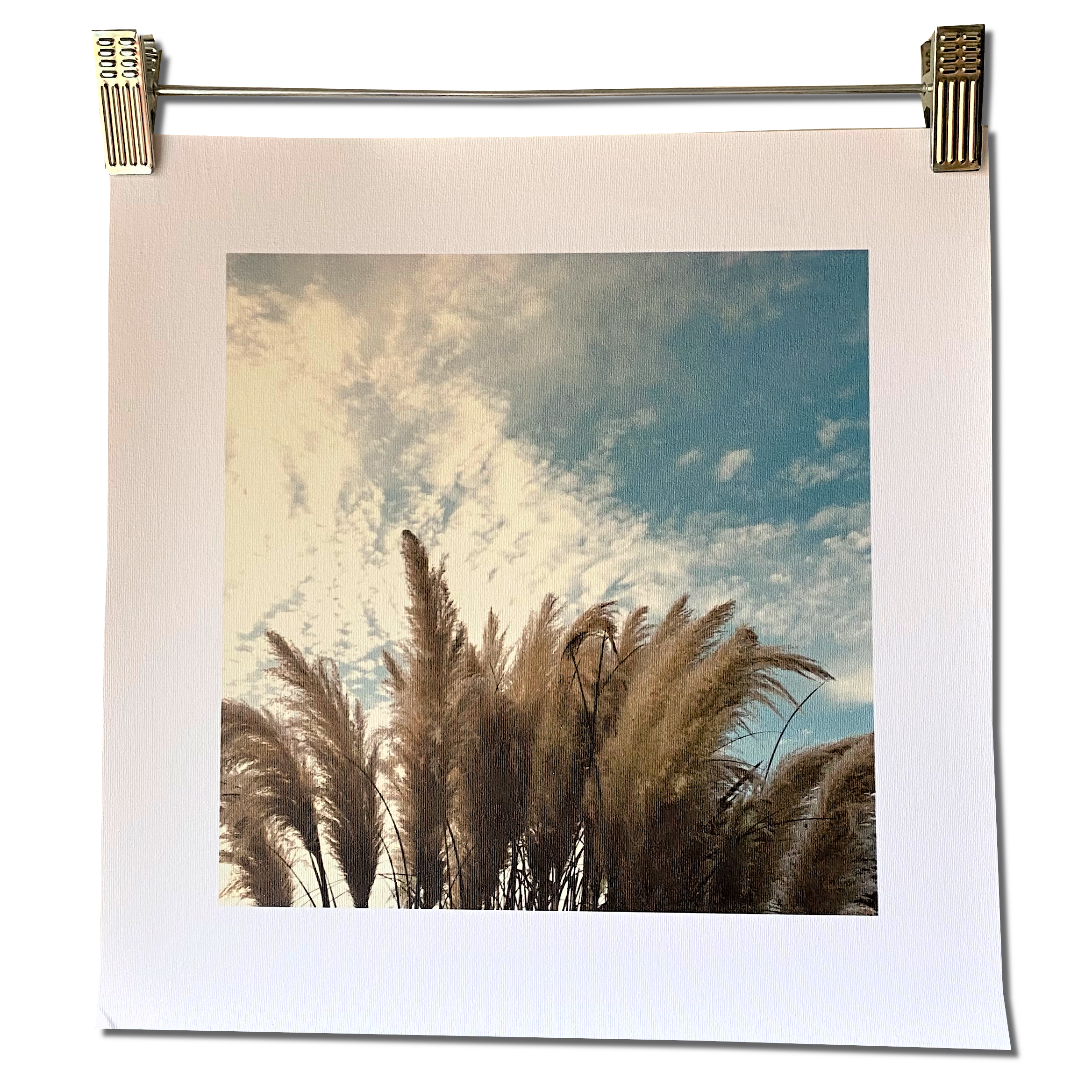 BLUE TEXAS CORTADOR  unframed canvas print