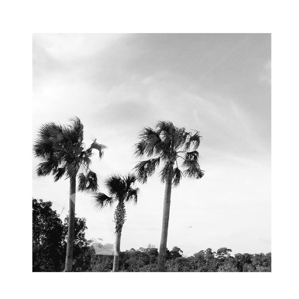 FLYING FISH BLACK AND WHITE unframed canvas print