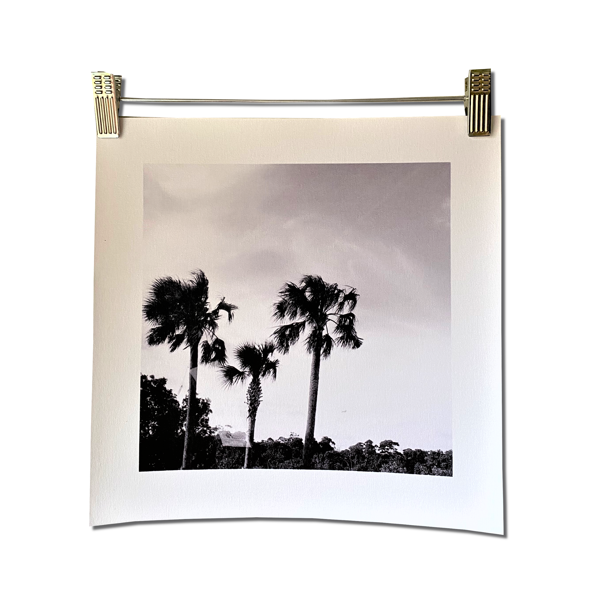 FLYING FISH BLACK AND WHITE unframed canvas print