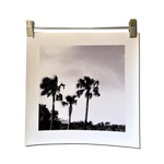 FLYING FISH BLACK AND WHITE unframed canvas print