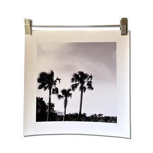 FLYING FISH BLACK AND WHITE unframed canvas print